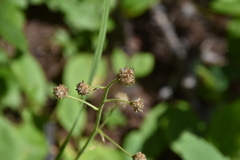 Antennaria racemosa