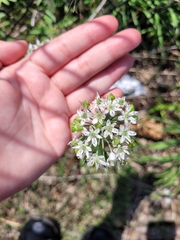 Allium tuberosum