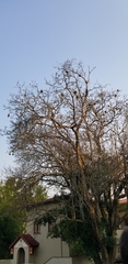 Ploceus velatus