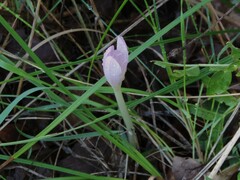 Colchicum lusitanum