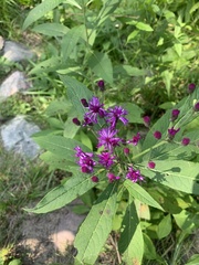 Vernonia baldwinii