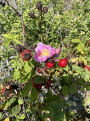 Rosa californica
