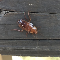 Parcoblatta virginica