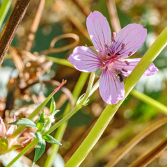 Geranium viscosissimum