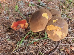 Neoboletus luridiformis
