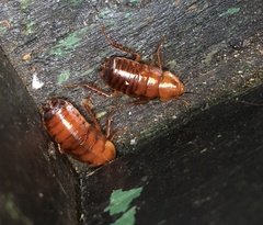 Parcoblatta virginica