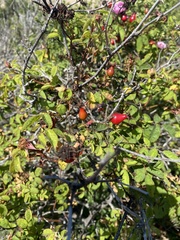 Rosa californica