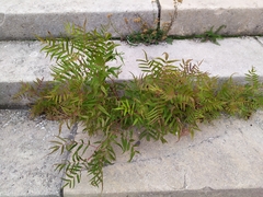 Sorbaria tomentosa