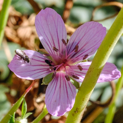 Geranium viscosissimum