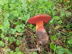 Neoboletus luridiformis