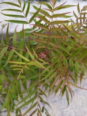 Sorbaria tomentosa