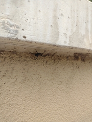 Latrodectus hesperus