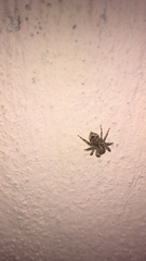 Mexigonus
