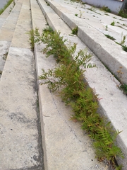 Sorbaria tomentosa