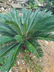 Cycas