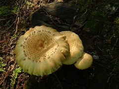 Neolentinus lepideus