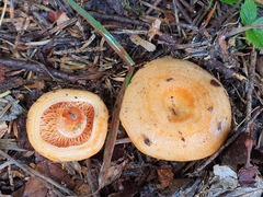Lactarius deliciosus
