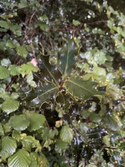 Ilex aquifolium
