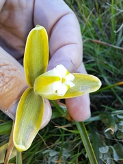 Albuca