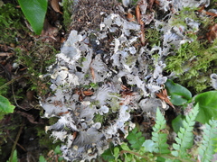 Peltigera membranacea