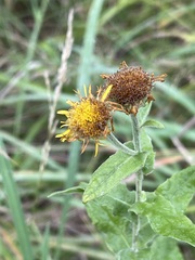 Pulicaria dysenterica