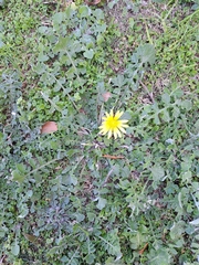 Arctotheca prostrata