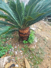 Cycas