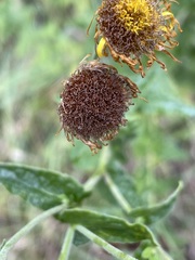 Pulicaria dysenterica