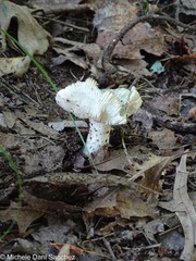 Russula crustosa