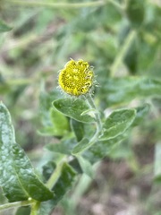 Pulicaria dysenterica