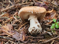 Leucocortinarius bulbiger