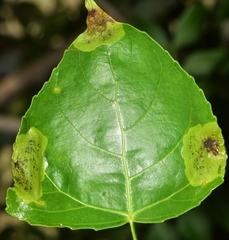 Gracillaria syringella