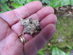 Peltigera membranacea