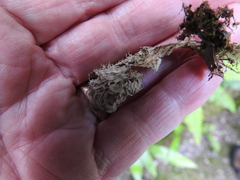 Peltigera membranacea
