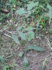 Hieracium murorum