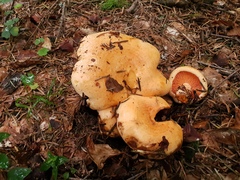 Lactarius deliciosus