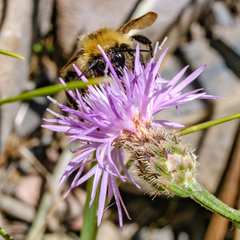 Bombus appositus