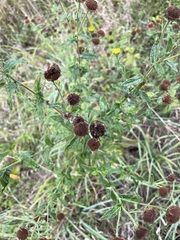 Pulicaria dysenterica