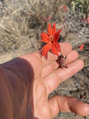 Silene laciniata