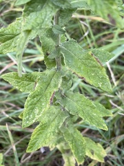 Pulicaria dysenterica