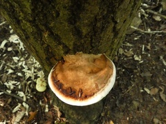 Ischnoderma resinosum