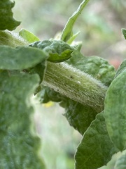 Pulicaria dysenterica