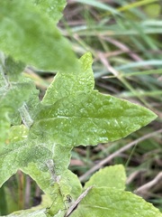 Pulicaria dysenterica