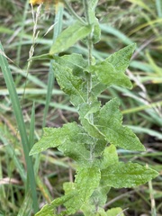 Pulicaria dysenterica