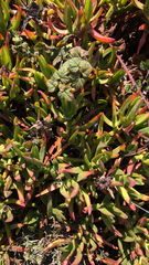 Carpobrotus edulis