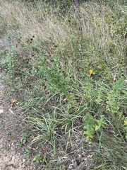 Pulicaria dysenterica