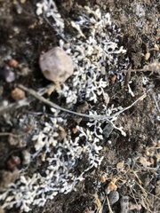Selaginella cinerascens
