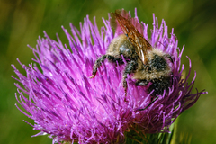 Bombus appositus