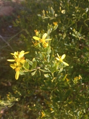Osteospermum moniliferum