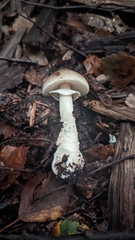 Amanita pantherina